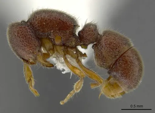 Proceratium sokoke specimen