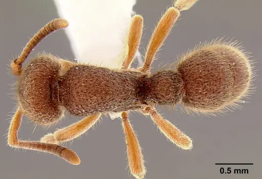 Proceratium stictum specimen