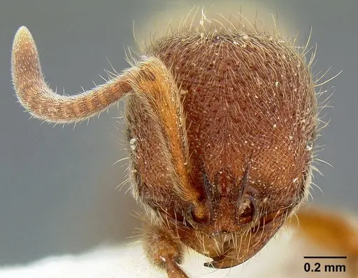 Proceratium stictum specimen