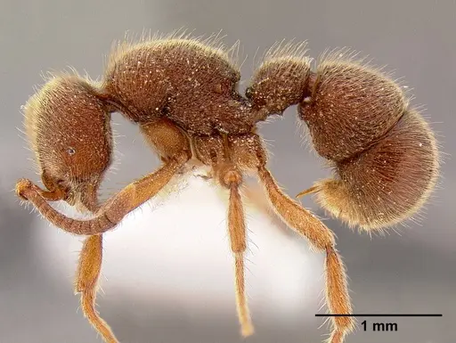 Proceratium stictum specimen