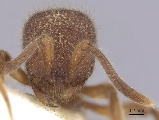 Proceratium stictum - CASENT0249263