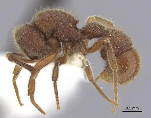 Proceratium stictum - CASENT0249263