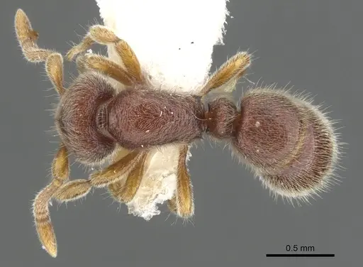 Proceratium sulawense specimen