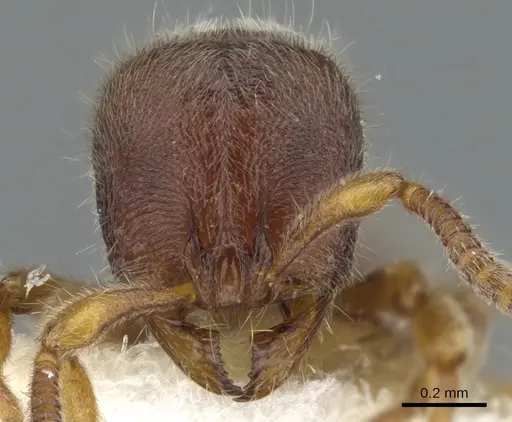 Proceratium sulawense specimen