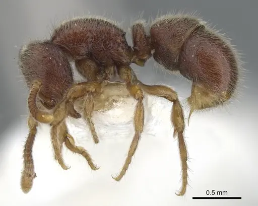 Proceratium sulawense specimen