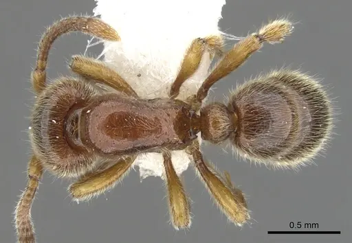 Proceratium terraealtae specimen
