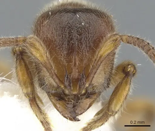 Proceratium terraealtae specimen