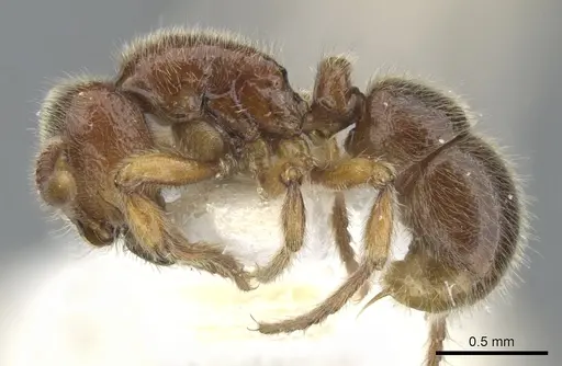 Proceratium terraealtae specimen