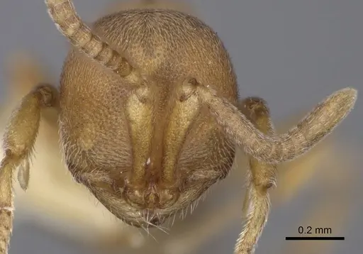 Proceratium terroni specimen