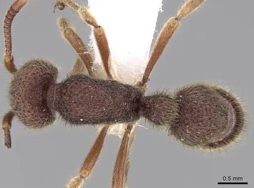 Proceratium tio specimen