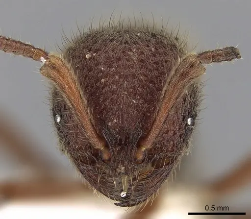 Proceratium tio specimen