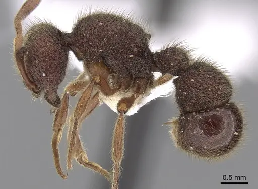 Proceratium tio specimen