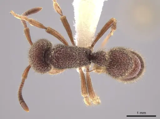 Proceratium tio - CASENT0648884