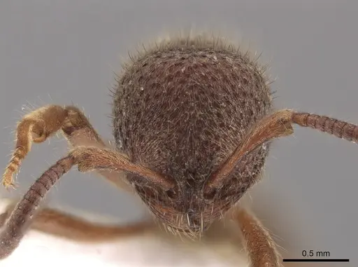 Proceratium tio - CASENT0648884