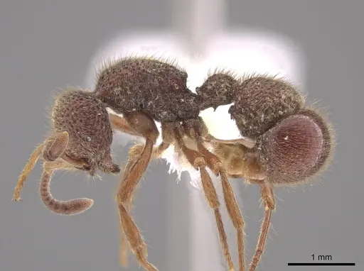 Proceratium tio - CASENT0648884