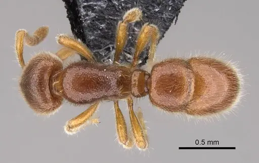 Proceratium vinaka specimen