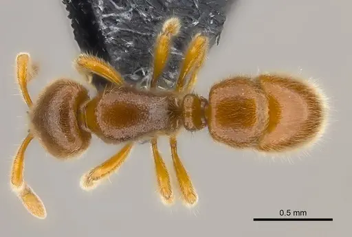 Proceratium vinaka specimen
