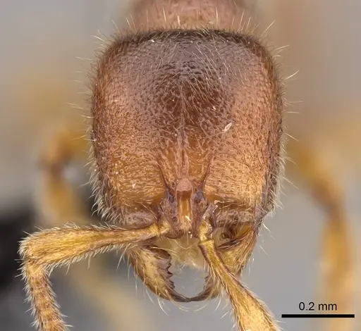 Proceratium vinaka specimen