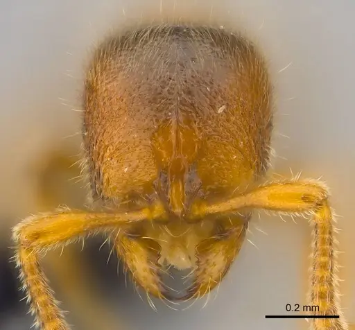 Proceratium vinaka - CASENT0187587