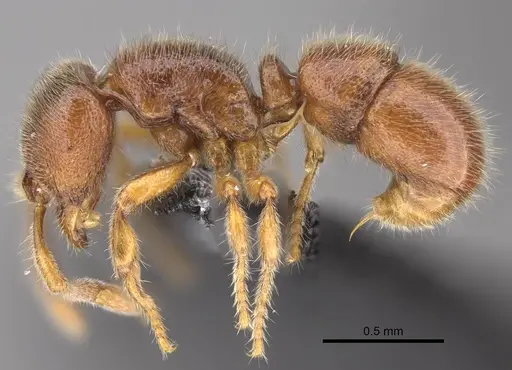 Proceratium vinaka - CASENT0187587