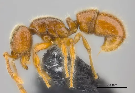 Proceratium vinaka - CASENT0187587