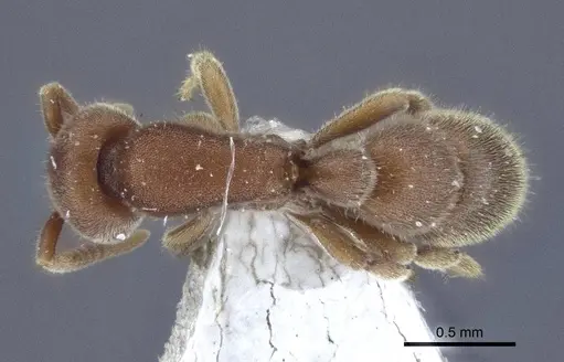 Proceratium watasei specimen