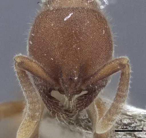 Proceratium watasei specimen