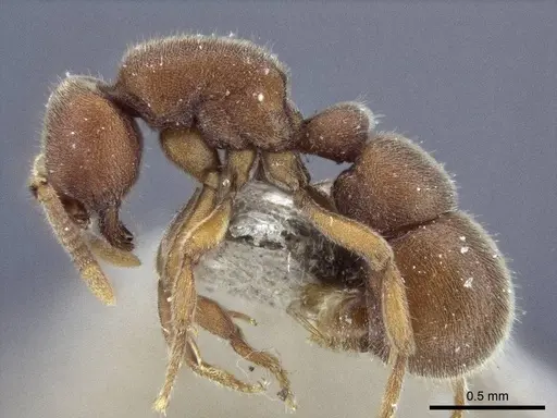 Proceratium watasei specimen