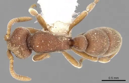 Proceratium williamsi specimen