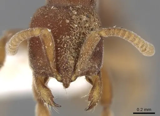 Proceratium williamsi specimen