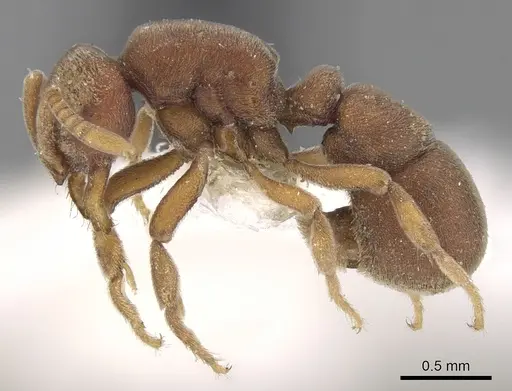 Proceratium williamsi specimen