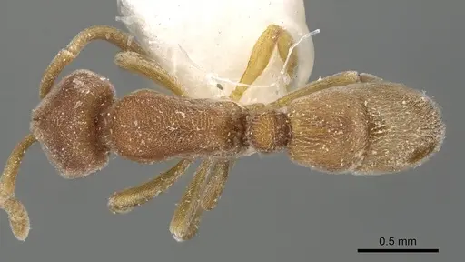 Proceratium williamsi - CASENT0915311