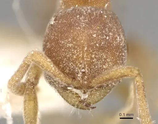 Proceratium williamsi - CASENT0915311