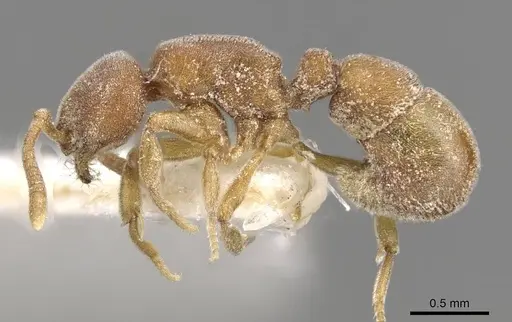 Proceratium williamsi - CASENT0915311