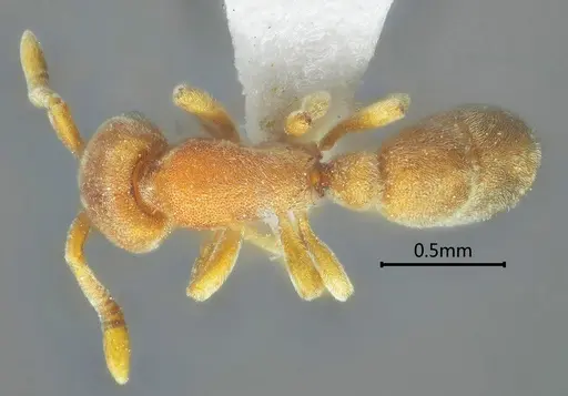 Proceratium zhaoi specimen