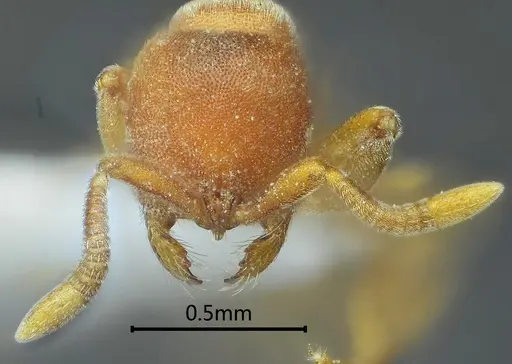 Proceratium zhaoi specimen