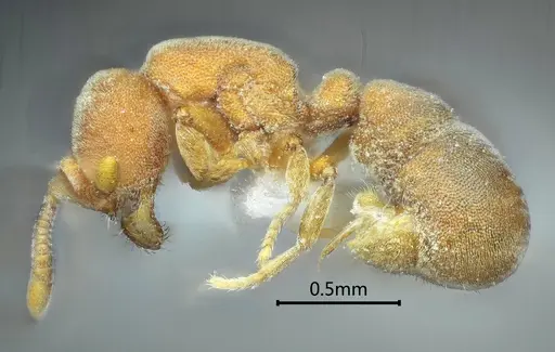 Proceratium zhaoi specimen