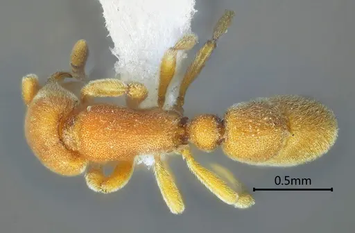 Proceratium zhaoi - ANTWEB1060499