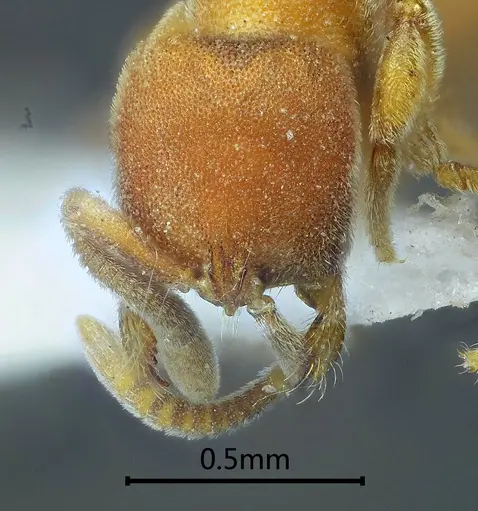 Proceratium zhaoi - ANTWEB1060499