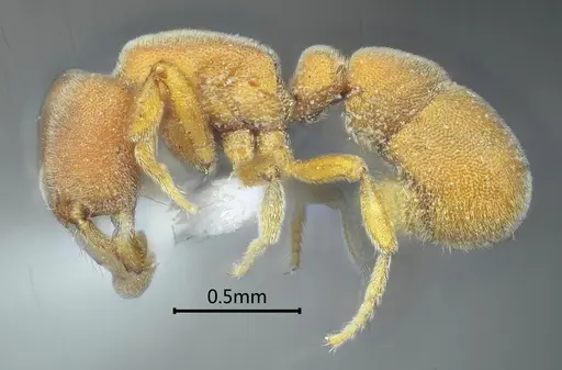 Proceratium zhaoi - ANTWEB1060499