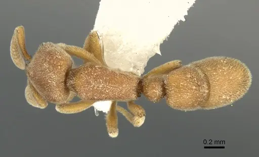 Proceratium zhaoi - CASENT0235334