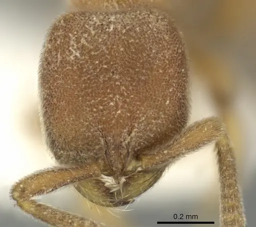 Proceratium zhaoi - CASENT0235334