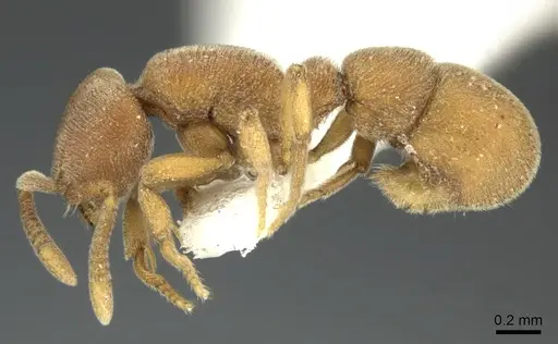 Proceratium zhaoi - CASENT0235334