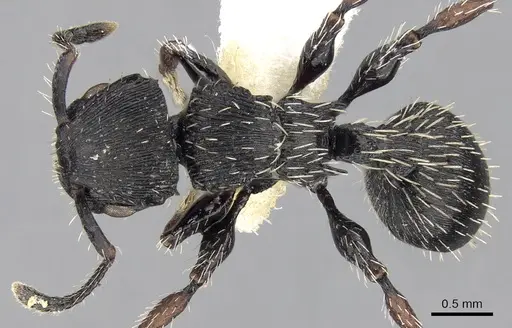 Procryptocerus adlerzi specimen