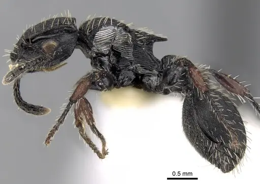 Procryptocerus adlerzi specimen