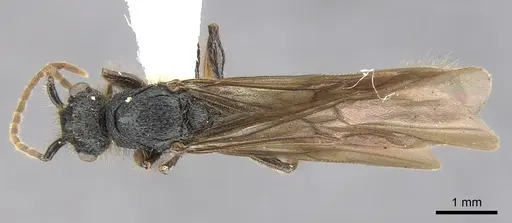 Procryptocerus adlerzi - CASENT0903654