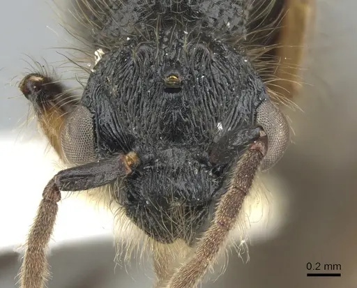 Procryptocerus adlerzi - CASENT0903654