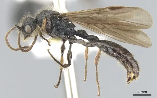 Procryptocerus adlerzi - CASENT0903654