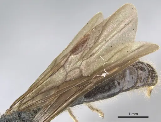 Procryptocerus adlerzi - CASENT0903654