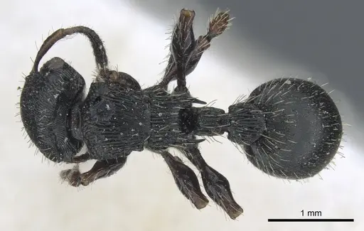 Procryptocerus adlerzi - CASENT0904892